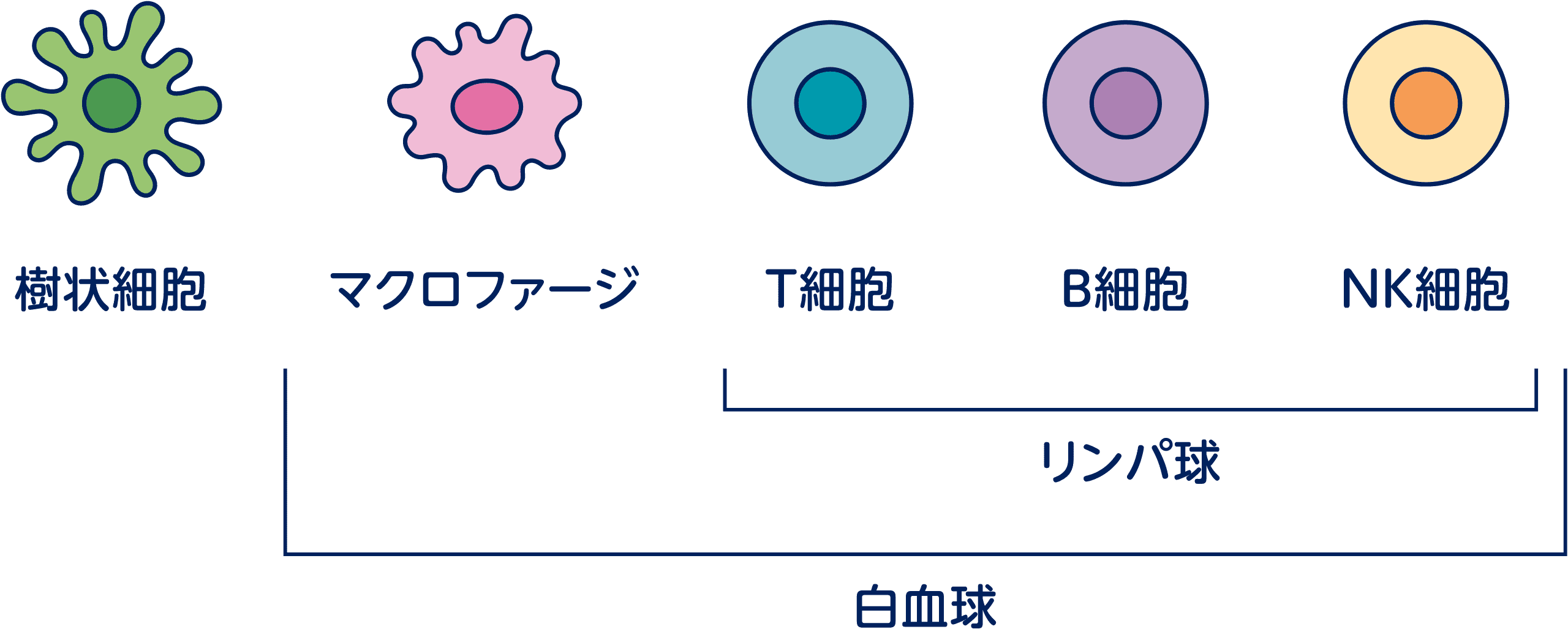S1Pr1 リンパ球 _ S1P受容体とは – S1PシャペロンとしてのApoMの機能 – GUFSKA